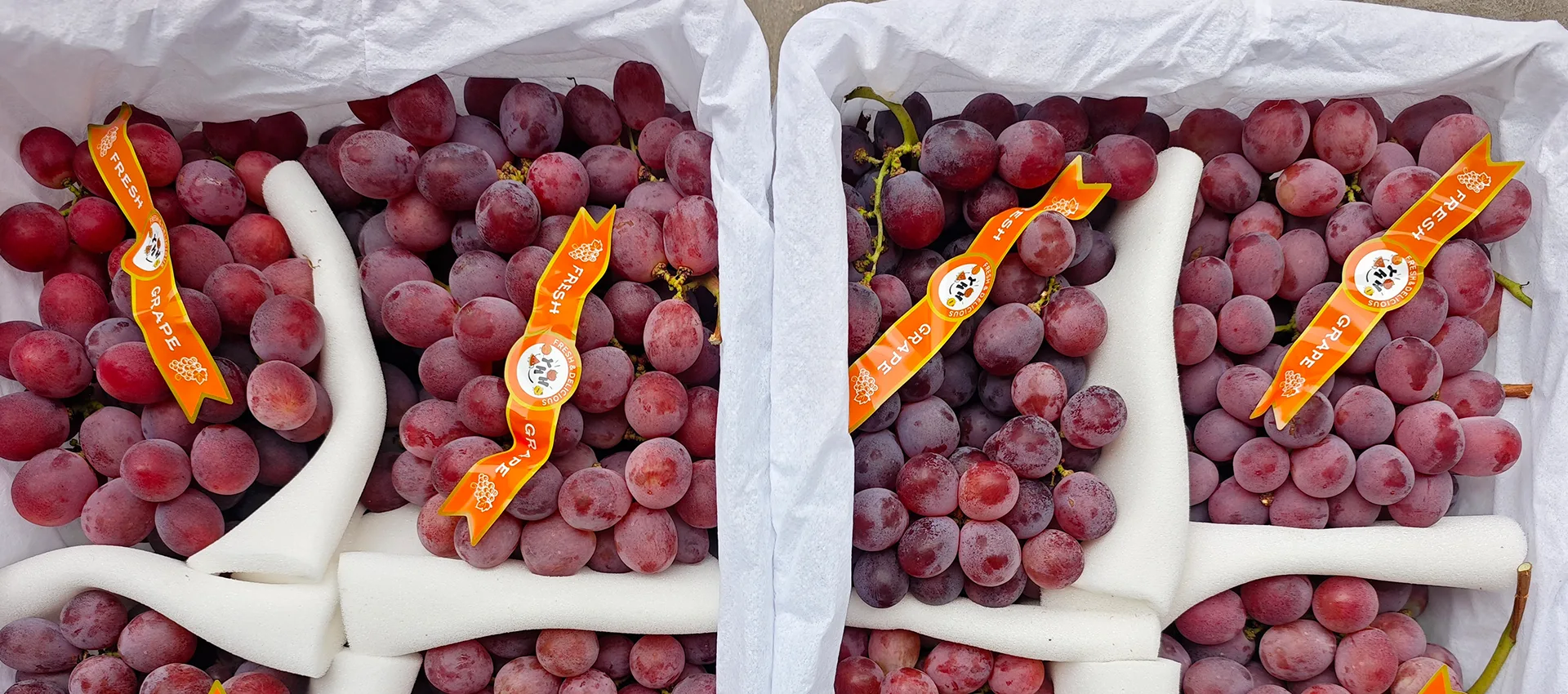 Soo-iibiyaha Canabka ee Premium Fresh