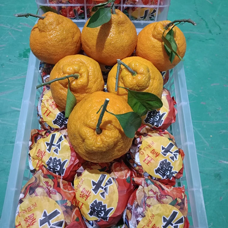 Mandarin Shiranui cusub
