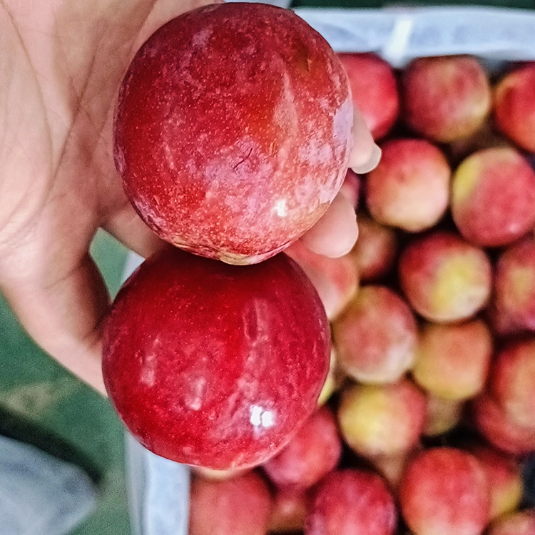 Plum cas Meiyi macaan oo cusub