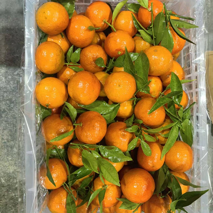 Fresh Mashui Mandarin