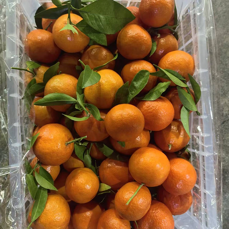 Fresh Mashui Mandarin