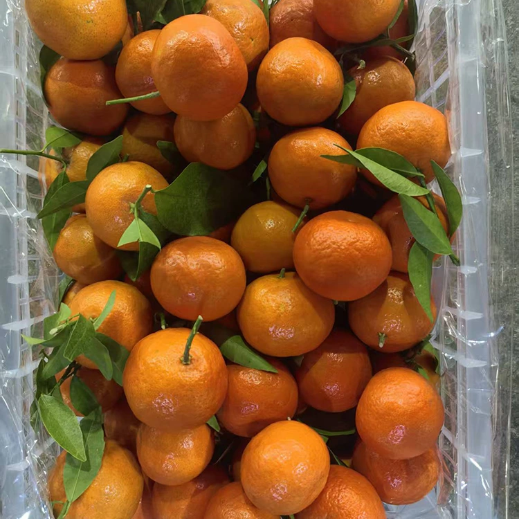 Fresh Mashui Mandarin