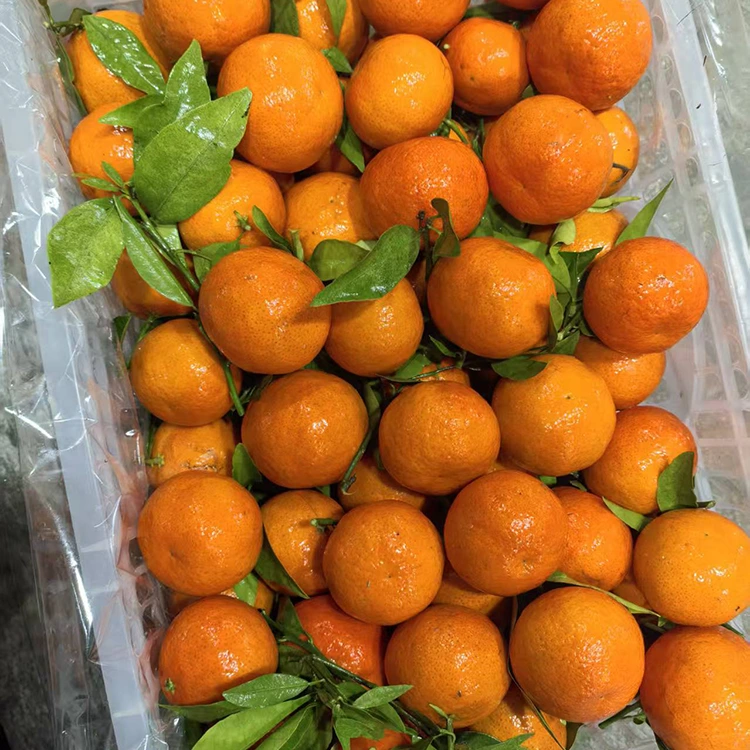 Fresh Mashui Mandarin