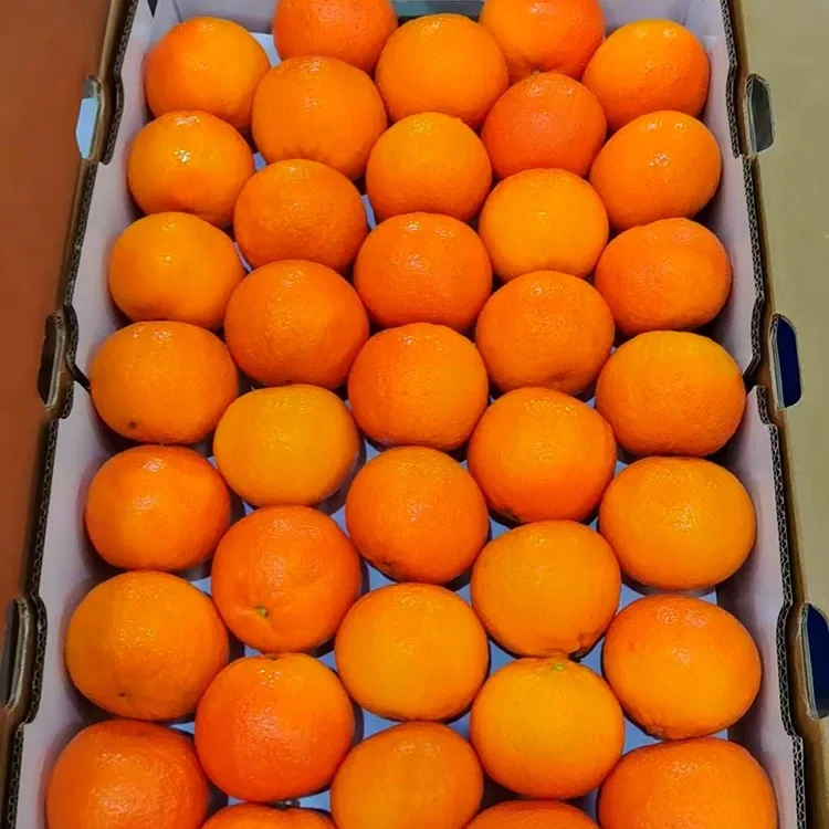 Premium Fresh Sweet Wogan Mandarins