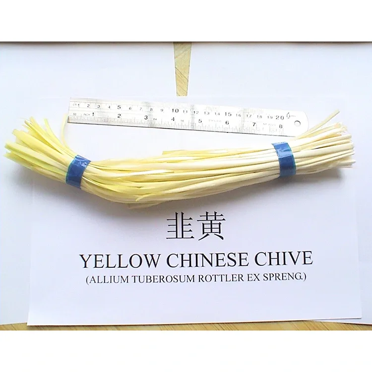 Tender Yellow Chives