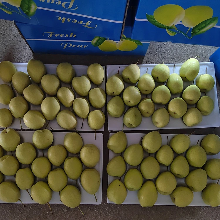 Dabciga macaan ee Shandong Pears