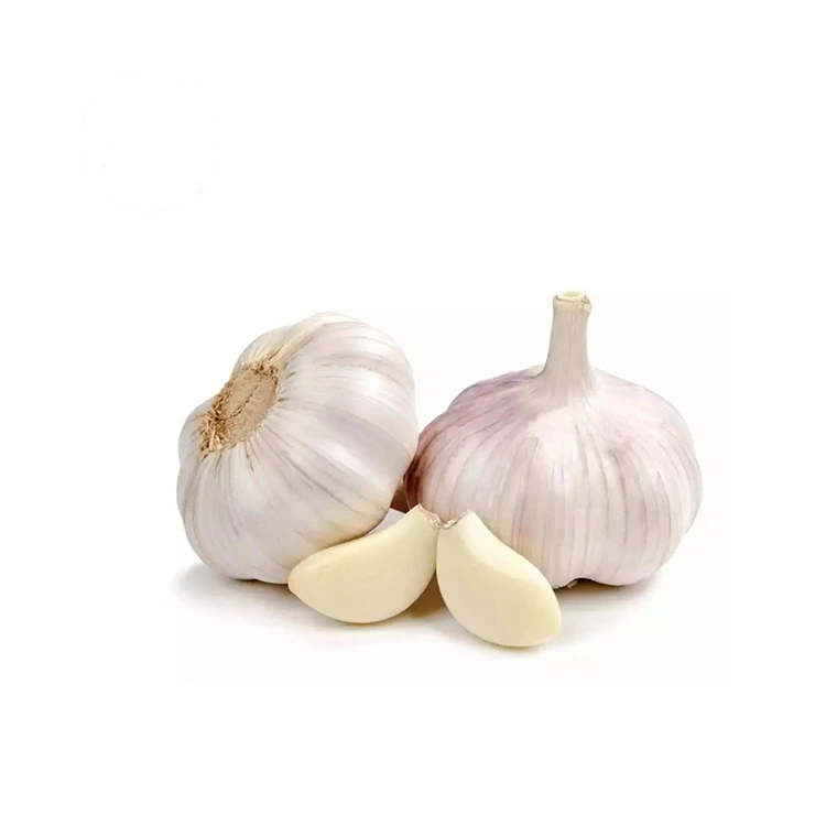 Premium Firm and Plump Normal White Toon