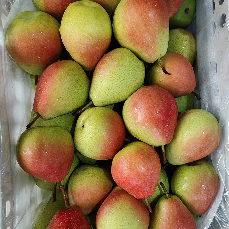 Premium Gacmo-Dooran-Isha-qabta Dhaldhalaalka-Cas ee Juulay Casaan Cas
