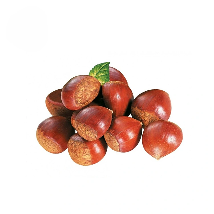 Chestnuts tayo sare leh